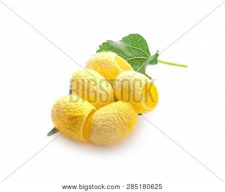 Yellow Thai Silkworm Cocoons Pile Isolated On White Background.