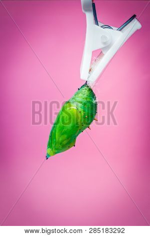 A Green Pupa Of The Tropical Butterfly Over Pink Background. Pupae Is A Stage Between Caterpillars A