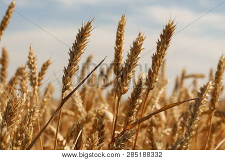 Close Up Of Ripe Wheat Ears Against Beautiful Sky With Clouds.