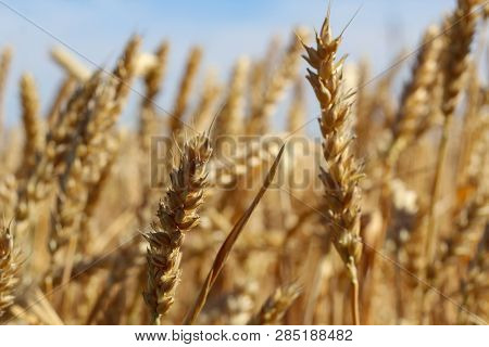 Close Up Of Ripe Wheat Ears Against Blue Sky In Summer Day