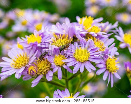 A Japanese Beefly Feeds From A Cluster Of Aster Flowers Along A Roadside In Kanagawa Prefecture, Jap