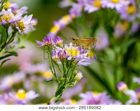 A Skipper Butterfly Feeds From A Cluster Of Aster Flowers Along A Roadside In Central Kanagawa Prefe