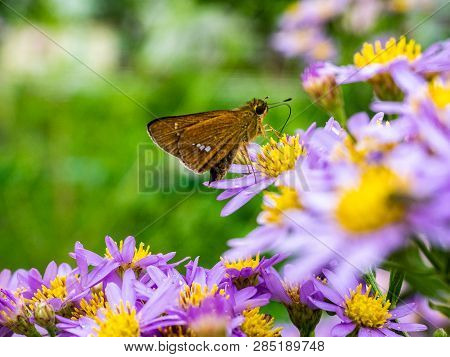 A Skipper Butterfly Feeds From A Cluster Of Aster Flowers Along A Roadside In Central Kanagawa Prefe