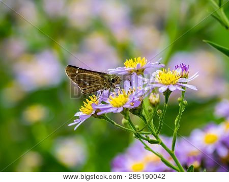 A Skipper Butterfly Feeds From A Cluster Of Aster Flowers Along A Roadside In Central Kanagawa Prefe