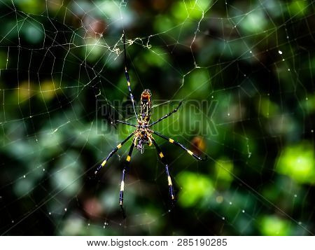 A Japanese Gumo Spider Rests In Its Web Along A Residential Walking Path In Central Kanagawa Prefect
