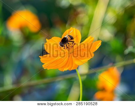 A Small Japanese Beefly Feeds From A Bright Orange Cosmos Flower In A Garden In Central Kanagawa Pre