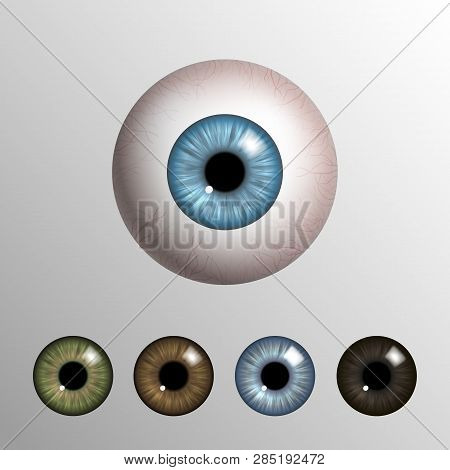 Vector Realistic 3d Human Eyeball With Natural Colored Iris Set On Light Background