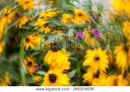 Abstract Blurred Photo In Motion Of Bright Yellow Rudbeckia Fulgida Cone Flowers With Dark Brown Cap