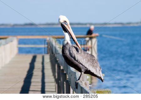 Vågent Pelican