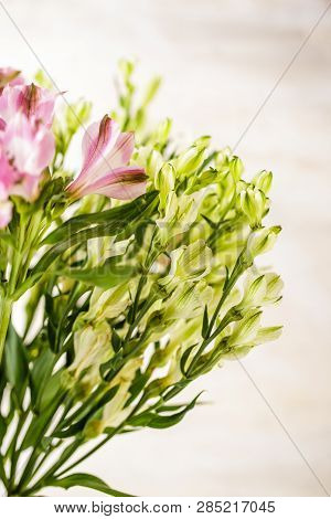 Flowers Of White, Green And Pnk Alstroemeria On White Background.