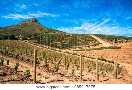 Beautiful Landscape Of Cape Winelands, Wine Growing Region In South Africa