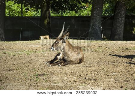 African Waterbuck Antelope Lying On The Ground