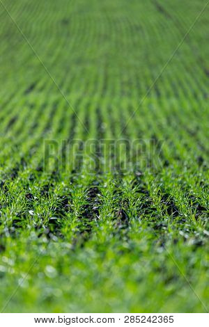 Agriculture Field With, Fertile Fresh Green Plants