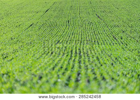 Agriculture Field With, Fertile Fresh Green Plants