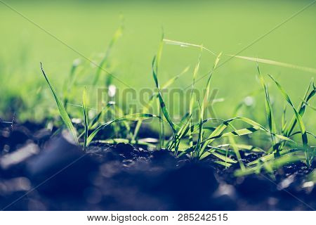 Fresh, Green And Fertile Agriculture Plants, Grass