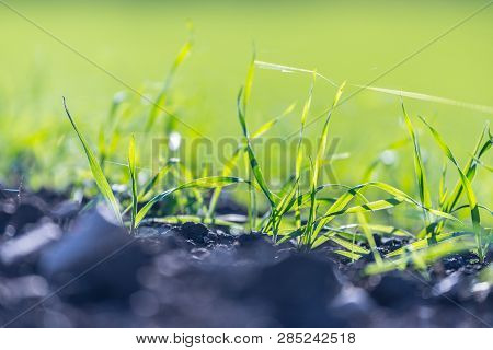 Fresh, Green And Fertile Agriculture Plants, Grass