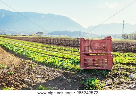 Vegetable Box On Agriculture Field