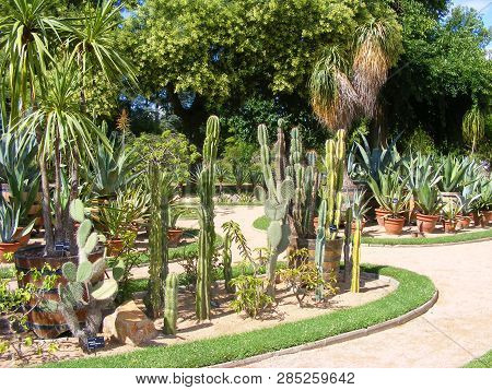Awesome Cactuses And Succulents In Botanical Garden Tete D Or In Europe, Lyon, France. Collection Of