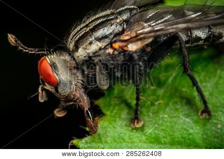 Macro Portrait Of A Fly On A Leaf