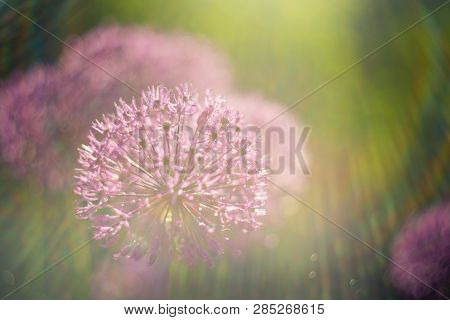 Macro Photo Of Alium Flowers With Dandelion Flower Structure Wit Water Drops. Rainbow Light Effect. 