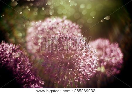 Macro Photo Of Alium Flowers With Dandelion Flower Structure Wit Water Drops. Rainbow Light Effect. 