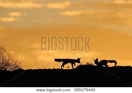 Cape foxes (Vulpes chama) silhouetted against an orange sky at sunrise, Kalahari desert, South Africa