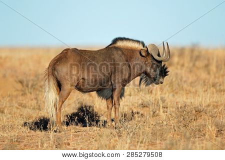 A black wildebeest (Connochaetes gnou) in open grassland, Mountain Zebra National Park, South Africa