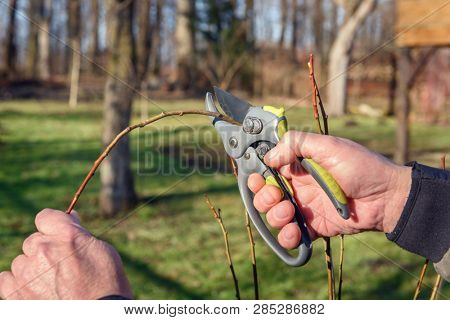 Gardening work in spring time. Garden secateur in man hands
