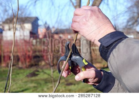 Gardening work in spring time. Garden secateur in man hands
