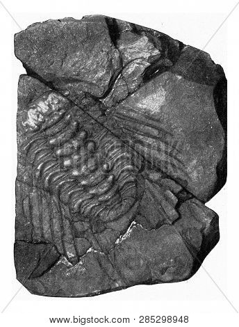 Acidaspis, trilobite of the Lower Silurian of Bohemia, vintage engraved illustration. From the Universe and Humanity, 1910.