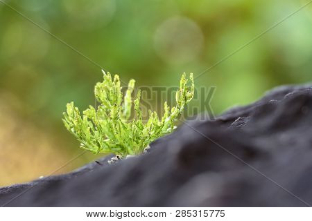 The Cactus Tree Is Placed On A Rock With A Green Nature Background.collection Of Various Cactus And