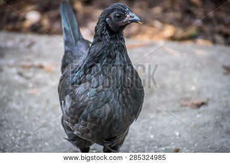 An Uncommon Ayam Cemani In Jacksonville, Florida