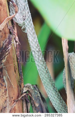 Moulted Skin Of A Snake On A Tree