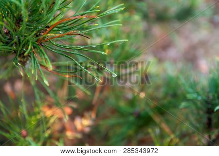 A Bright Evergreen Pine Tree Green Needles Branches With Rain Drops And Cobweb. Fir-tree With Dew, C