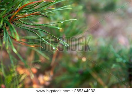 A Bright Evergreen Pine Tree Green Needles Branches With Rain Drops And Cobweb. Fir-tree With Dew, C
