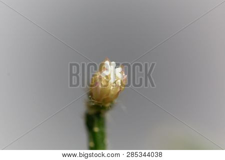 Blossom Of A Hairy-fruited Wickerware Cactus (rhipsalis Pilocarpa)