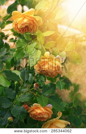 Blooming Yellow Orange English Roses In The Garden On A Sunny Day. Rose Graham Thomas