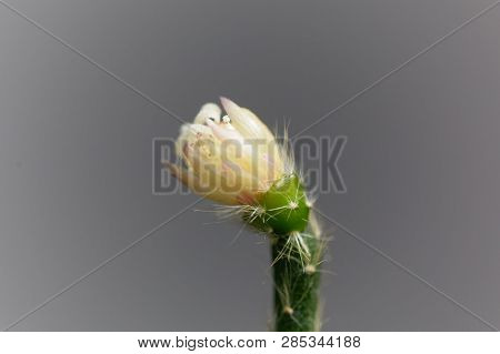 Blossom Of A Hairy-fruited Wickerware Cactus (rhipsalis Pilocarpa)