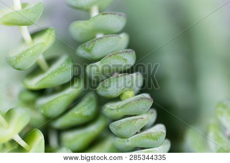 Leaves Of A Crassula Rupestris Marnieriana