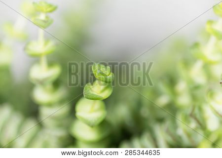 Leaves Of A Crassula Rupestris Marnieriana