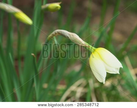 White And Yellow Narcissus Daffodil Flower Outdoors In Spring. Close-up