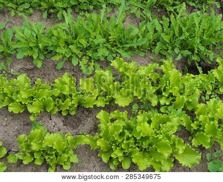 Lettuce Grows In The Open Ground In The Garden. Green Lettuce Leaves On Garden Beds In The Vegetable