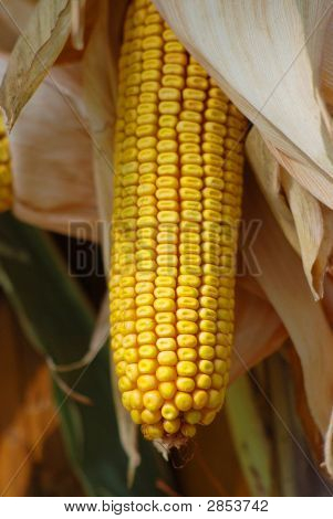 Indian Corn