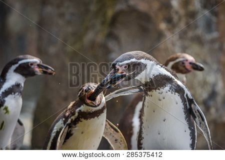 Two Humboldt Penguins Fight For A Fish. This Species Is Also Referred To As Peruvian Penguin, Or Pat
