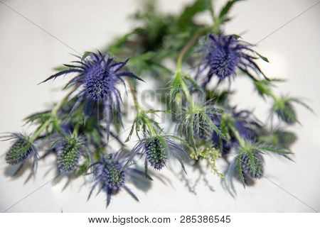 A Bunch Of Thistles On A White Surface