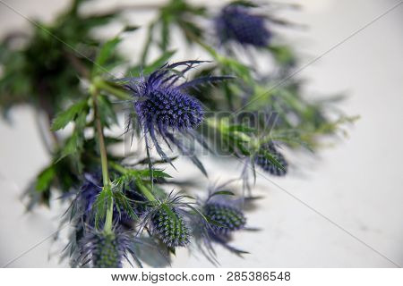 A Bunch Of Thistles On A White Surface