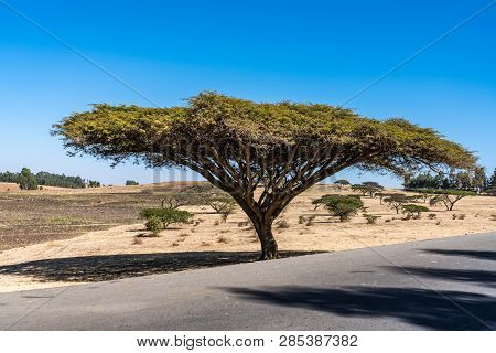 A Big Tree On The Road From Gondar To The Simien Mountains, Noth Ethiopia, Africa.