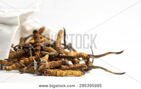 Closeup Of Ophiocordyceps Sinensis Or Mushroom Cordyceps In White Cloth Bag On Isolated Background. 