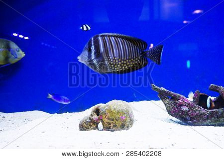 Multi Colored Fish Of Different Breeds Swims In The Aquarium