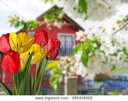 Detail Of Tulips With A House In The Background